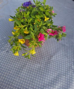 Voksduk Blå med  hvit blomst